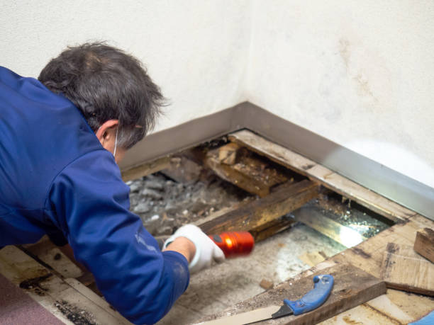 Best Crawl Space Mold Remediation in Shawano, WI