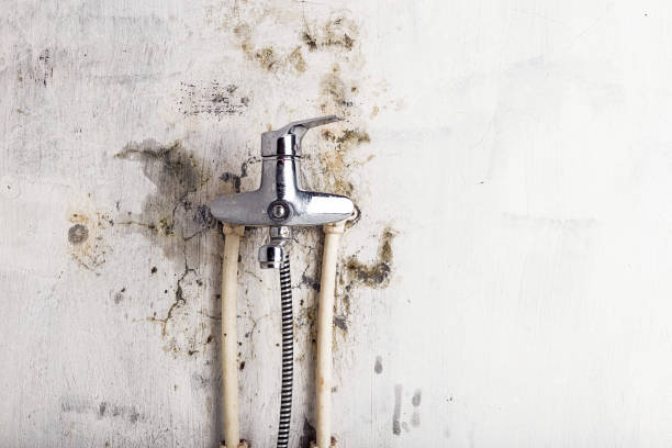 Best Mold Testing and Inspection Services in Shawano, WI