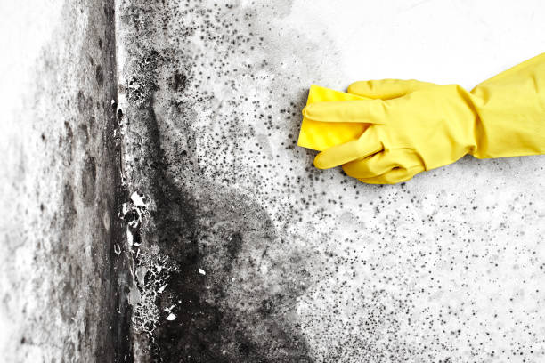 Best Bathroom Mold Remediation in Shawano, WI