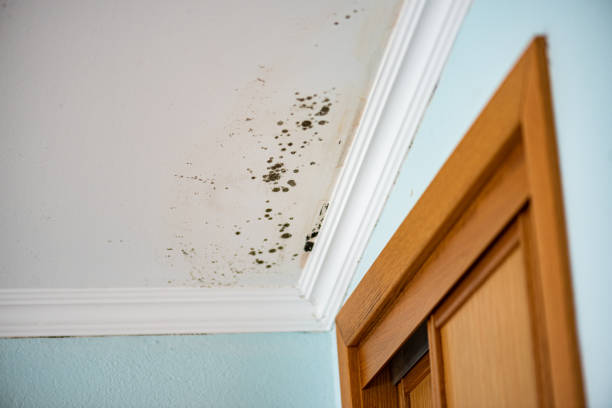 Best Residential Mold Remediation in Shawano, WI